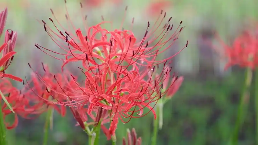 观彼岸花之美:巾着田曼珠沙华公园