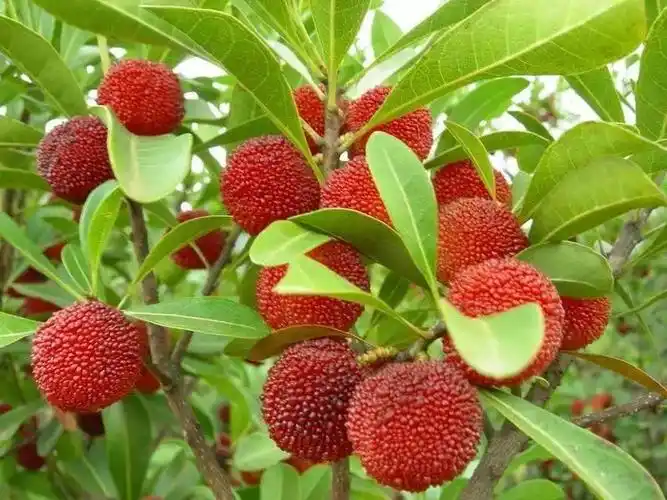 油松岭野生小杨梅&家乡的味道