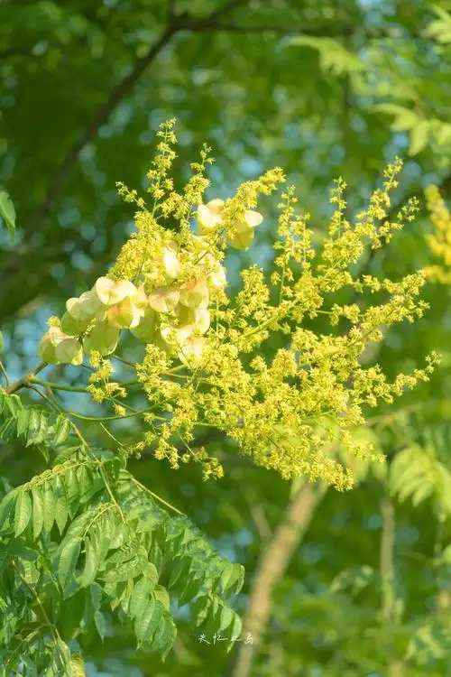 栾树都开花了今年还是这么热