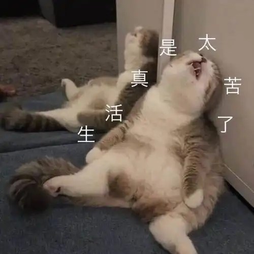 生活真是太苦了(猫咪坐着叹气)