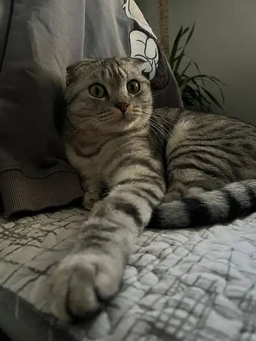 美短折耳很健康很可爱