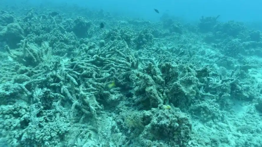 孙 雅娜 – 航迹海洋