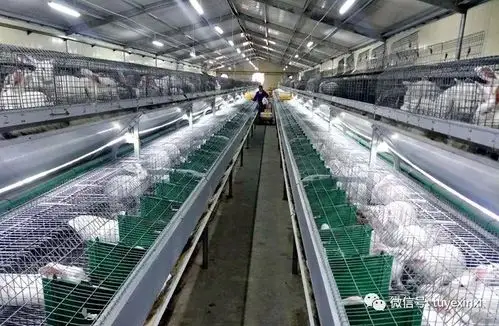 兔舍补充光照需科学__凤凰网