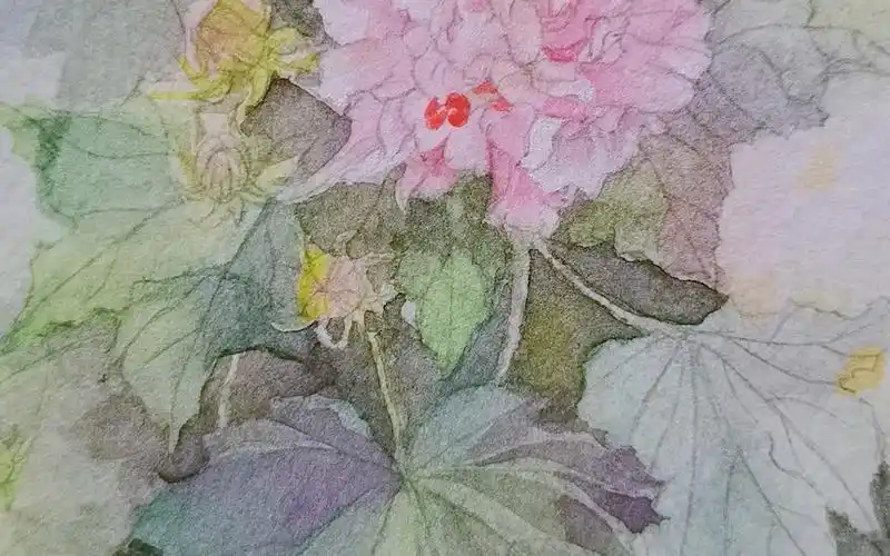 芙蓉花 水彩【过程图】