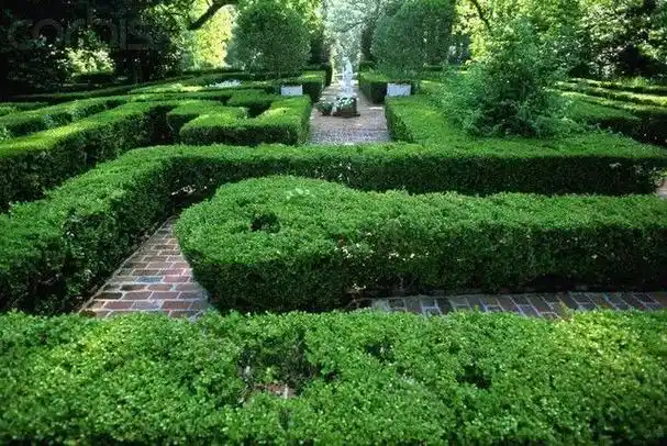 绿化在园林绿化中有这样一个重要的存在绿篱