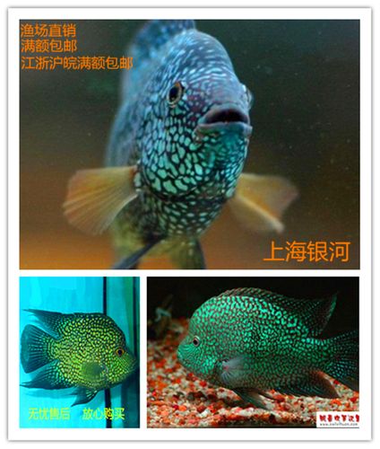 热带鱼 观赏鱼 德州豹鱼 德萨斯豹鱼 绿巨人大型鱼 龙可混养包活