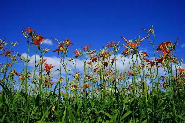 看,蓝天下路边的小花.
