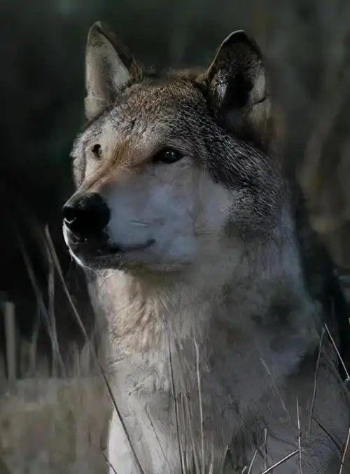 北美历史上最具传奇色彩的狼王,它的死亡唤醒了无数人沉睡的良知