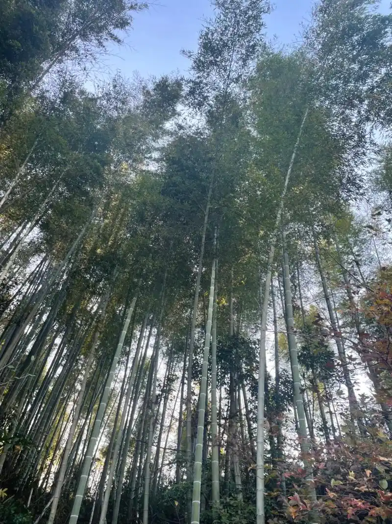 竹林 #手机原创 :竹林觅美景,山村自由行.#捕捉身边的美 - 抖音