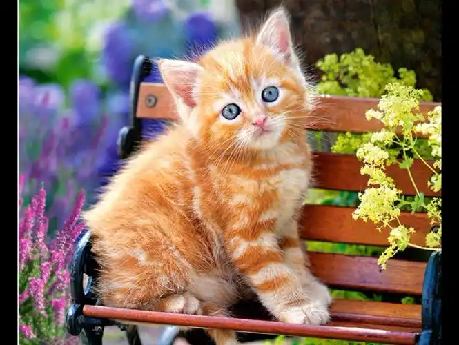 猫咪真的好可爱!