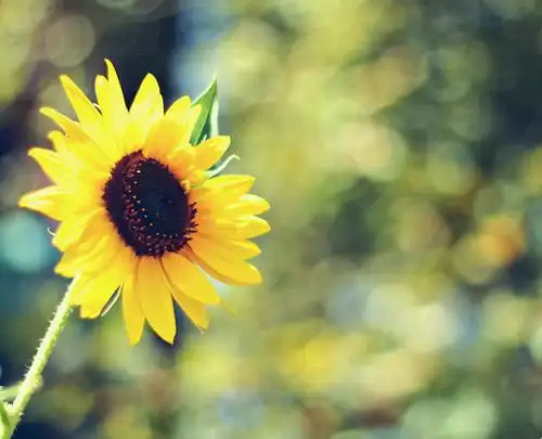 好运会与你不期而遇植物唯美图片