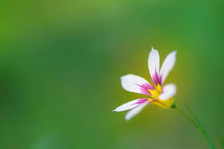 求绿色系富有生命力的手机壁纸小清新一些不胜感激