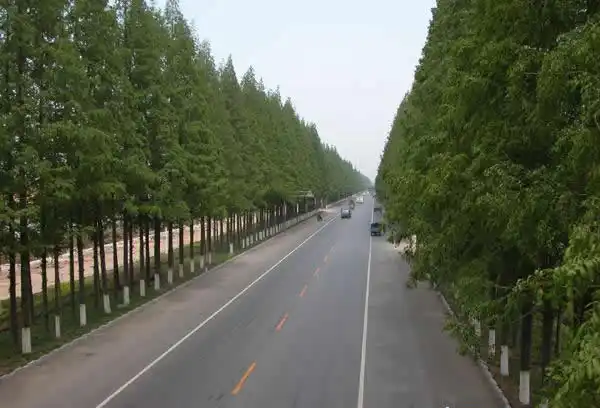 春天的水杉行道树