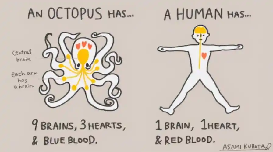 【章鱼独特的生理结构】