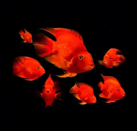 血鹦鹉鱼养殖注意事项血鹦鹉鱼的招财风水