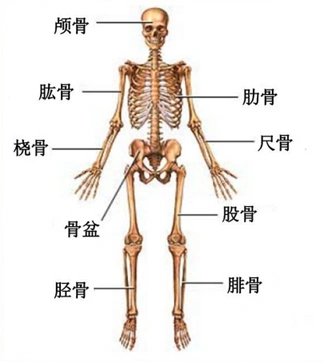 全身骨显像---骨骼自拍神器,骨骼良恶性病变"一网打尽"_骨转移癌_骨