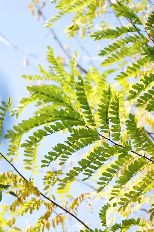 随手拍一组照片送给大家#随手拍 #手机壁纸 #树叶怎么拍 # - 抖音