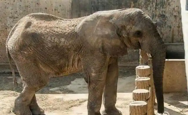 岳云鹏说孙越抢大象饲料吃看到孙越养的大象后我相信了