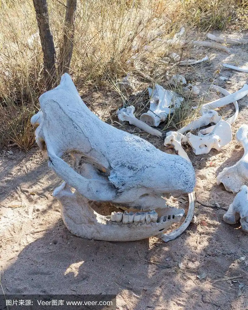 津巴布韦草地上的大犀牛头骨