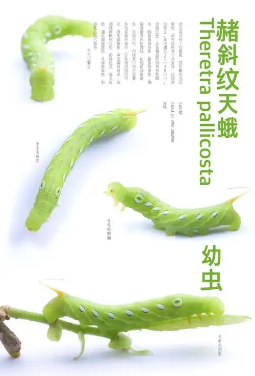 🐛赭斜纹天蛾幼虫大揭秘🔍