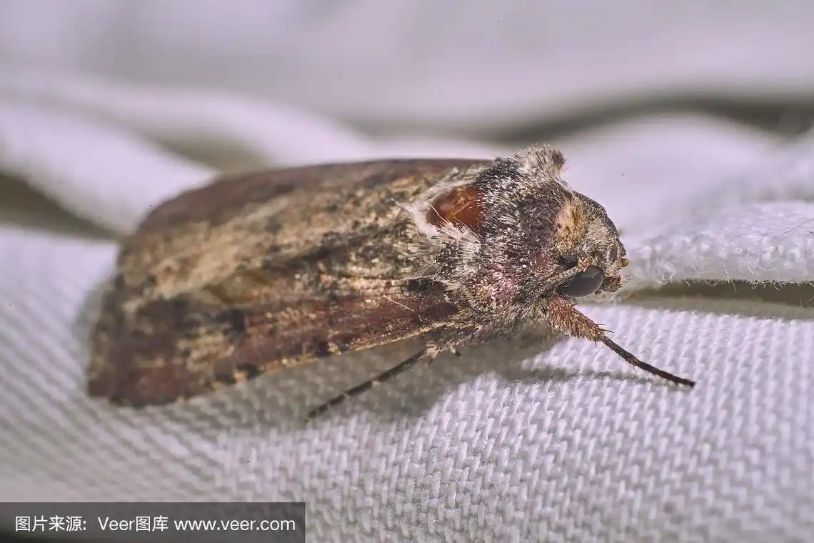 衣蛾怎么快速地消灭?一招制敌!