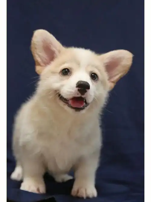 奶油色柯基一号妹妹,这是奶盖外配出的唯一一窝奶油色小狗,也是在成都