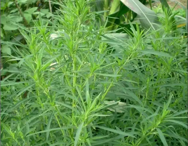 中国野菜图谱,每天介绍三种野菜之地肤