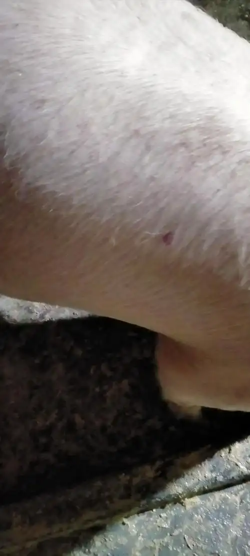 请问老师我的猪儿背部有红斑点是怎么回事呢该如何治疗呢