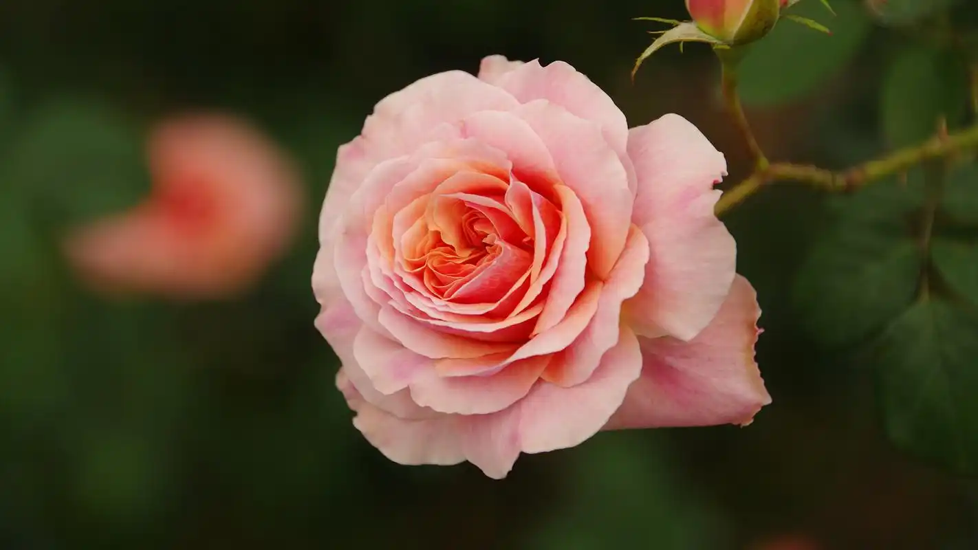 清新的粉色玫瑰花摄影高清宽屏壁纸