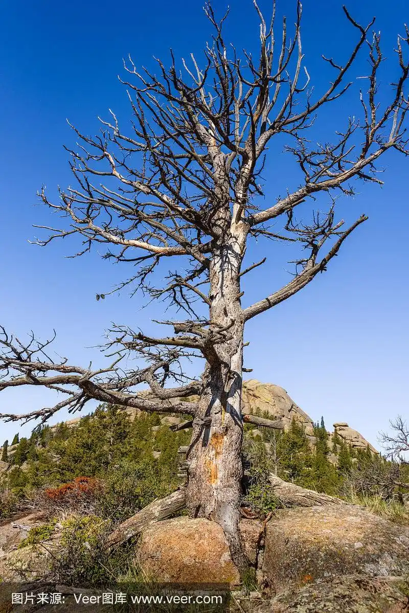 害虫寄生虫,树皮甲虫.韦道乌国家公园,怀俄明州,美国