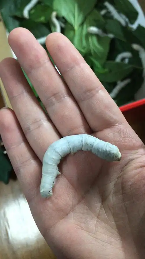 蚕宝宝身体养的白白胖胖,真可爱