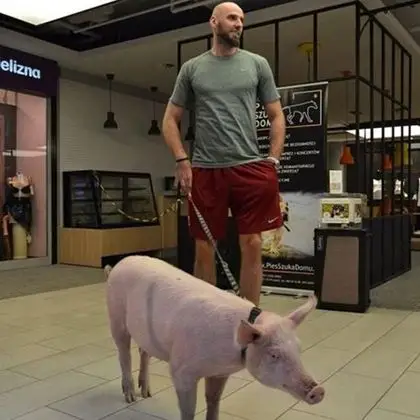 他竟然牵着一头膘肥体壮的大肥猪逛高档商场