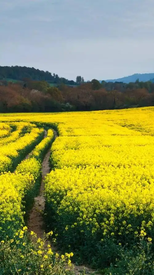 治愈系春天田野风景,高清图片,手机锁屏桌面-壁纸族
