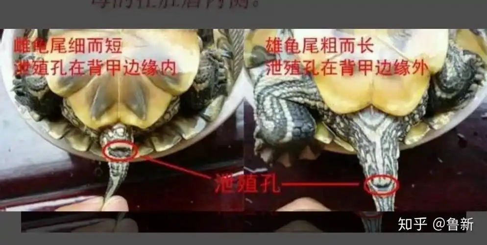 怎样分乌龟公母