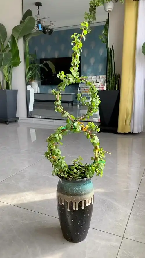 金枝玉叶造型盆景