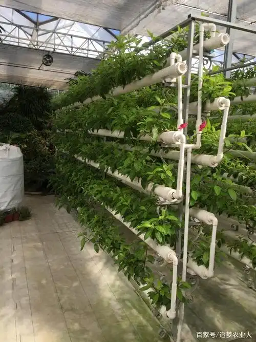 无土栽培技术汇总(上)