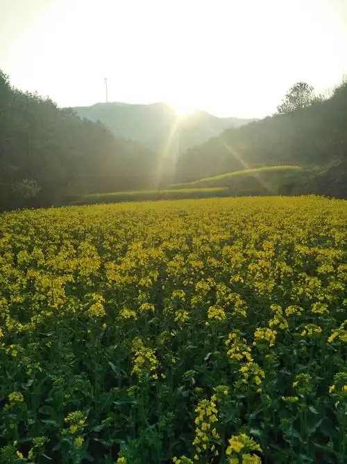 人间三月艳阳天不羡鸳鸯不羡仙