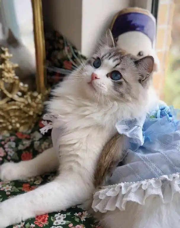 这是我见过最美的布偶猫!颜值逆天主人却说是它是公的,你信吗?