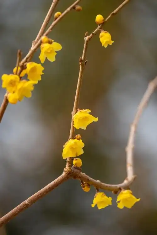 腊梅科植物——腊梅花