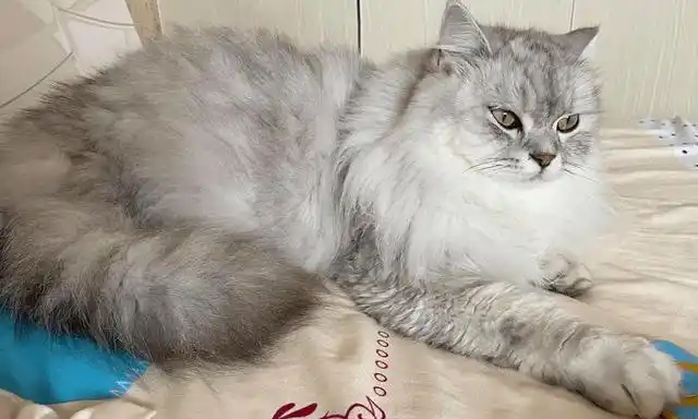 长毛银渐层是不是不值钱?银渐层的品相怎么看?