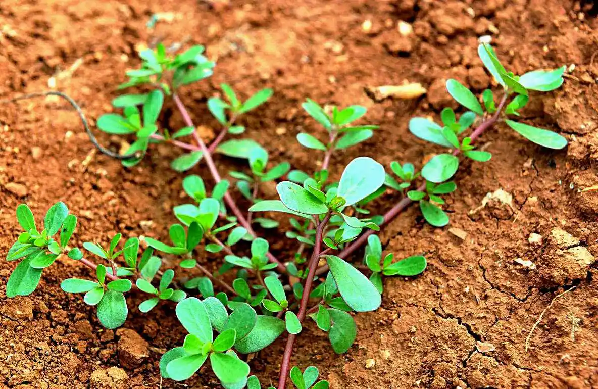 野菜味美作用大——马齿苋