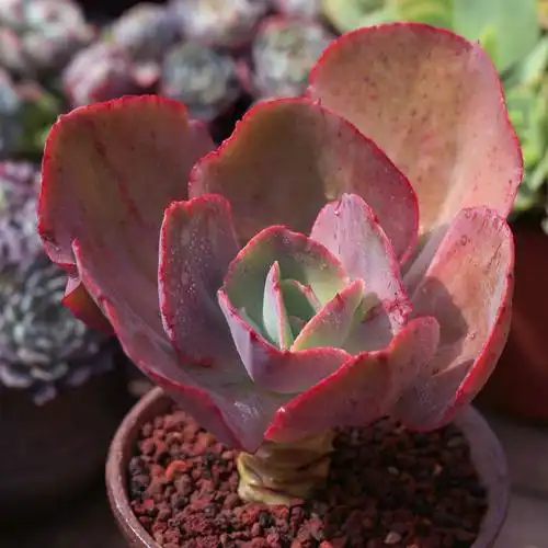 初吻多肉植物巨型大株老桩云南肉肉绿植盆栽多肉植物