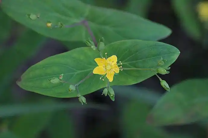 藤黄科:元宝草?见草如见元宝