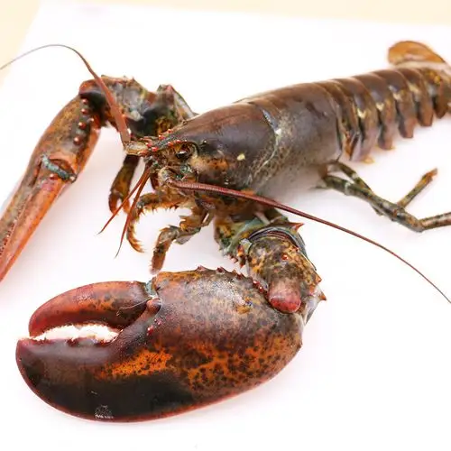 聚福鲜加拿大龙虾鲜活大龙虾1400g-1500g/只波士顿大龙虾鲜活 - 聚福