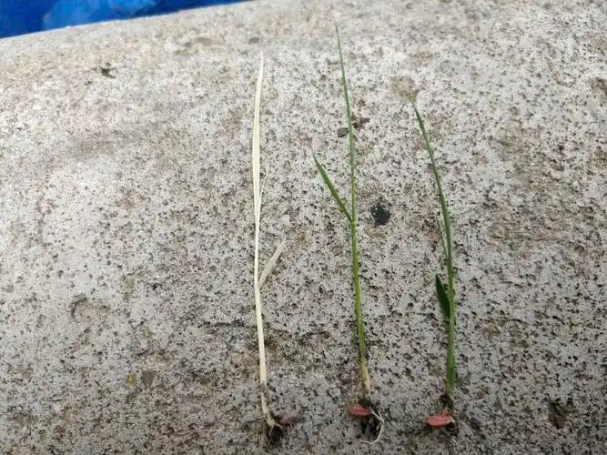 水稻苗期白化病——"白芽子"