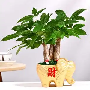 发财树虎皮兰金钱树金色花盆发财小象绿植组合盆栽创意桌面摆件