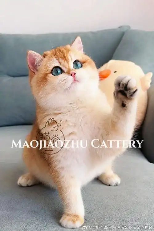 赛级金渐层宝宝～芬妮的两个小可爱～芬妮是非常难得