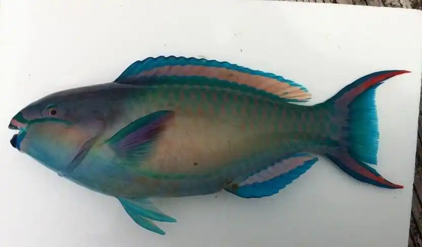 应为     如图   ,     鹦哥鱼科    scaridae     鹦嘴鱼属     scar