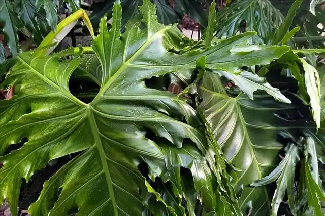 植株美观大方,茎叶细长而挺拔,深裂羽状的大叶子,在阳光的照射下显得