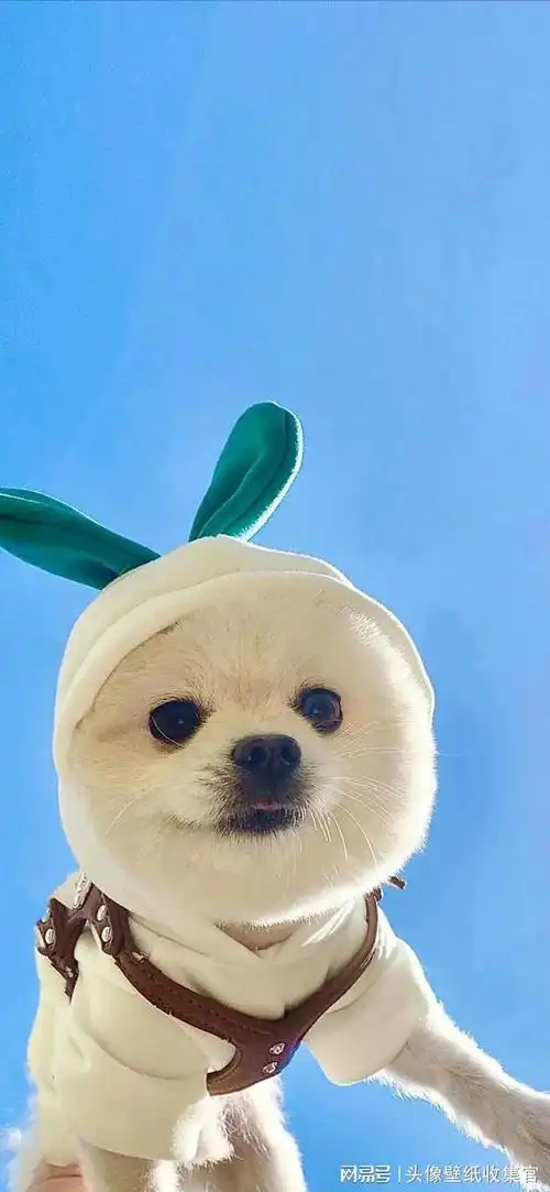 好看的全面屏手机壁纸